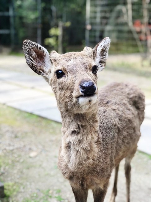 鹿②
