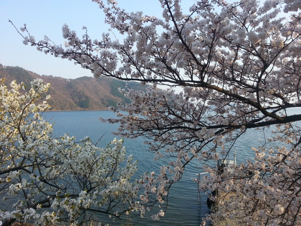 会津桜