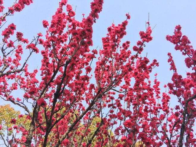 紅桜